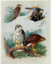 British Birds by Archibald Thorburn (1918)